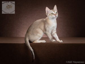 Сингапурский котенок Singa RUS Hanley